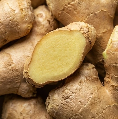 Fresh ginger rhizomes